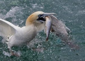 A Lenda do Pescador e o Peixe Gigante: Uma História de Aventura