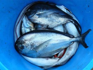 Destinos de Pesca no Ceará: Lugares Econômicos para Pescar