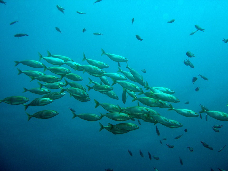 Destinos de Pesca no Rio Araguaia: Opções Acessíveis