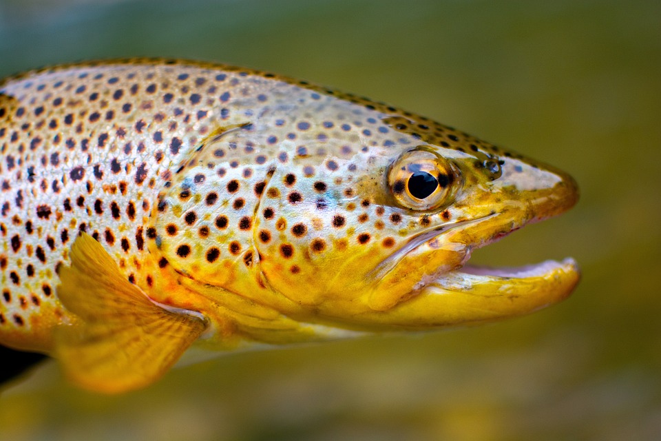 O Que É Pesca? Definição e Conceitos