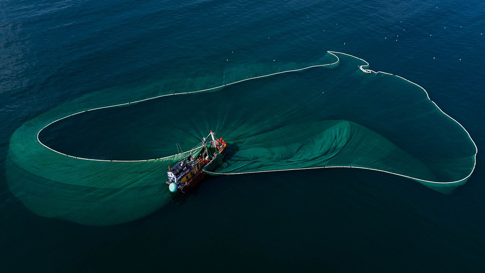 Pesca em Água Doce vs. Água Salgada: Principais Diferenças