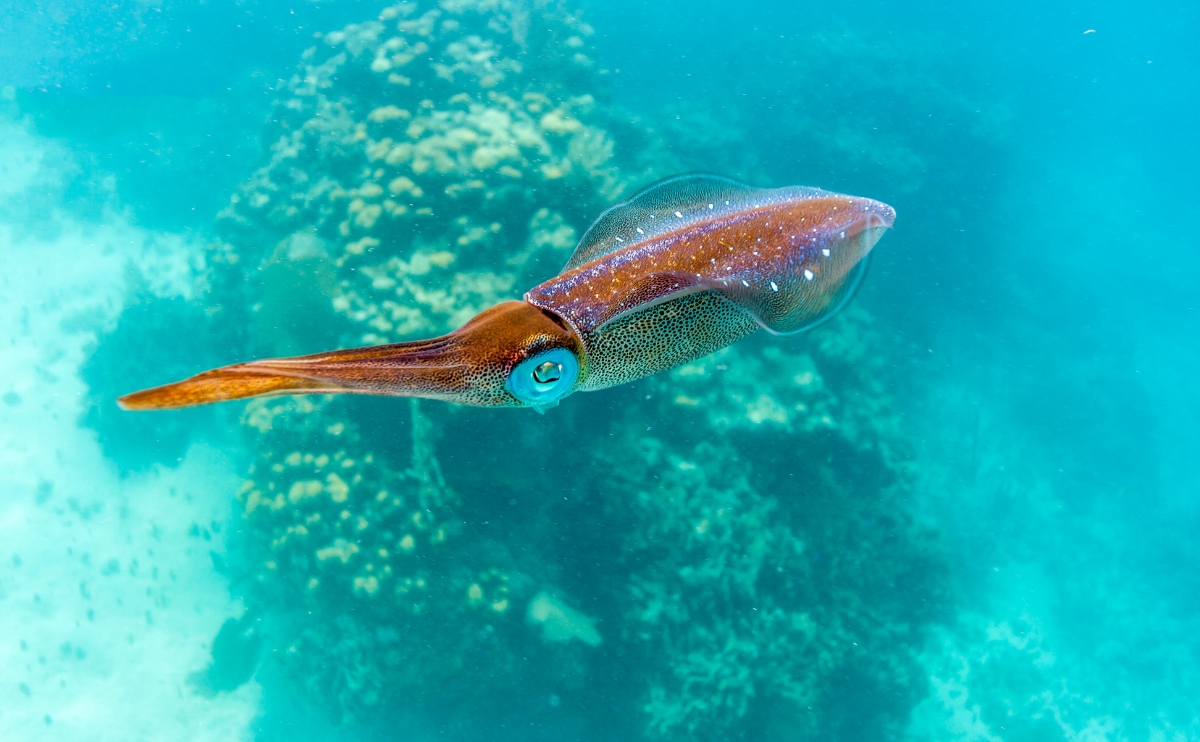 Técnicas de Pesca de Lula - Gama Fishing