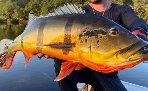 Tudo sobre o Tucunaré Habitat - Gama Fishing