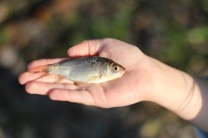 Pesca É Considerada Atividade Rural?