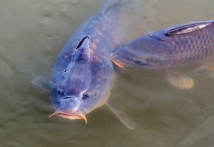 Pesca no Pará: Melhores Destinos para Todos os Orçamentos