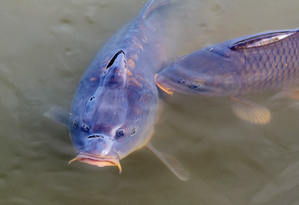 Pesca no Pará: Melhores Destinos para Todos os Orçamentos