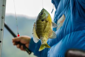 Qual Isca Usar na Pesca? Dicas e Recomendações