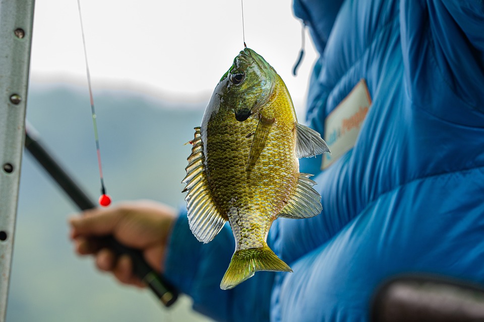 Qual Isca Usar na Pesca? Dicas e Recomendações