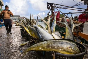 Trairão: Tudo sobre este Peixe e Como Capturá-lo