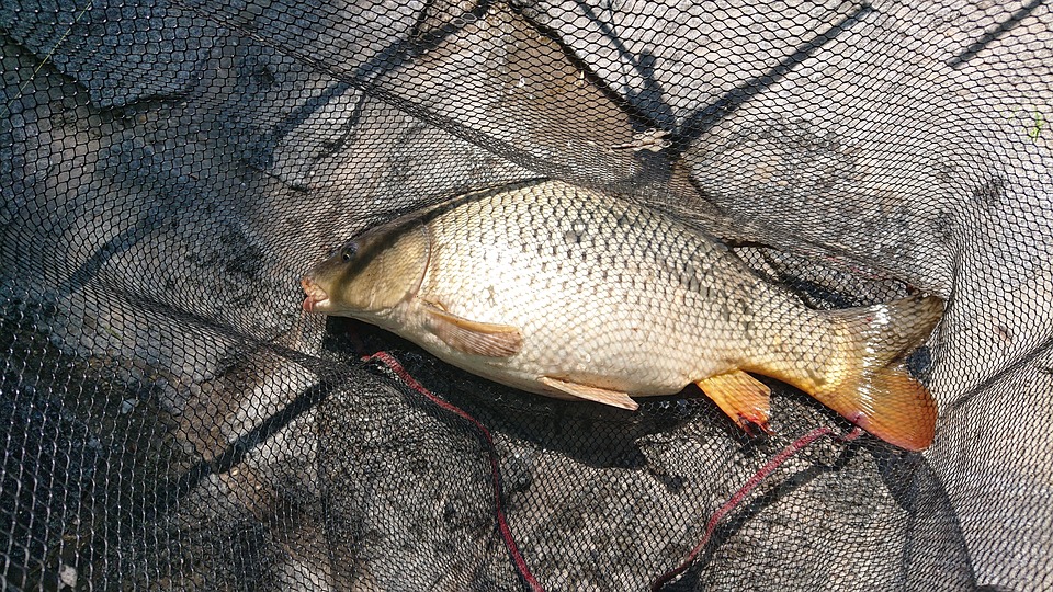 Tudo sobre o Peixe Bicuda: Características e Técnicas de Pesca