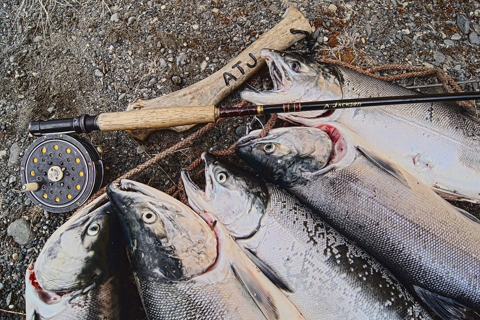 Tudo sobre o Peixe Galo: Dicas de Pesca e Habitat