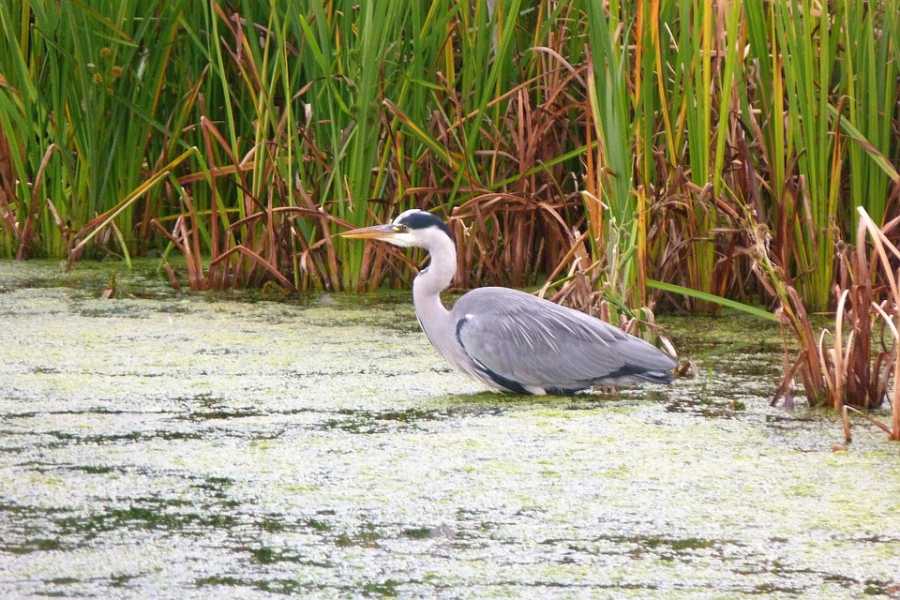 Conheça o Peixe Tarpon: Características e Dicas de Pesca