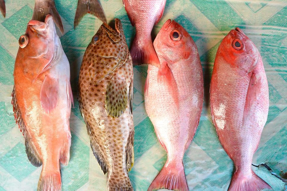 Pesca Sustentável dos Povos Originários