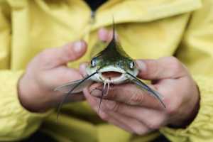 Pesca no Rio Jarí: Opções para Todos os Orçamentos