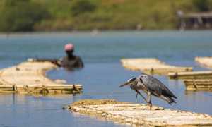 Por Que a Pesca É Proibida na Piracema?