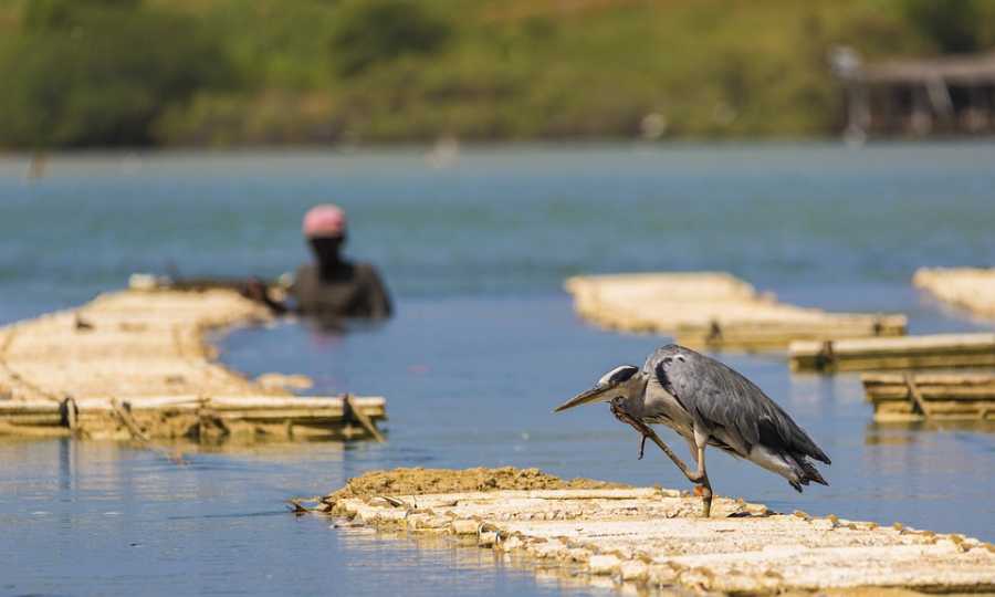 Por Que a Pesca É Proibida na Piracema?