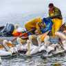 Saiba Mais sobre o Peixe Bonito-Listrado: Técnicas de Pesca e Habitat