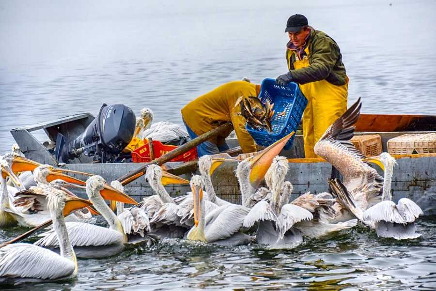 Saiba Mais sobre o Peixe Bonito-Listrado: Técnicas de Pesca e Habitat