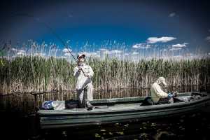 Tudo sobre o Peixe Sardinha-de-Água-Salgada: Dicas de Pesca e Habitat