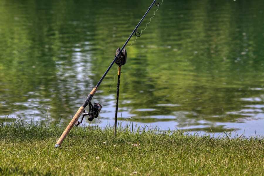 Peixe Agulha: Características e Técnicas de Pesca