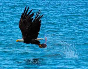 Qual Vara de Pesca É Mais Resistente?