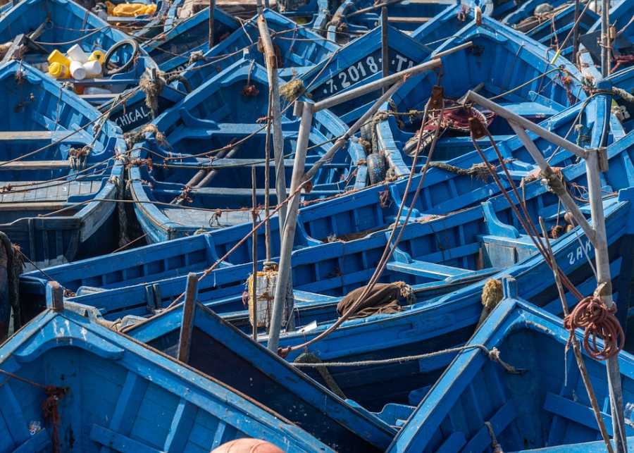 Saiba Mais sobre o Peixe Enchova: Técnicas de Pesca e Habitat